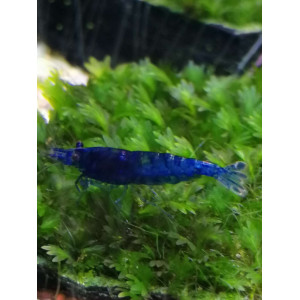 Krewetka Blue Velvet (Neocaridina davidi)