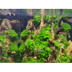 Razbora plamista (Boraras maculatus)