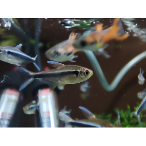 Neon czarny (Hyphessobrycon herbertaxelrodi)