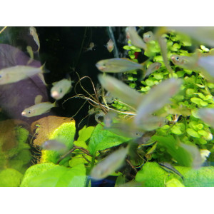 Tęczanka neonowa (Melanotaenia praecox)