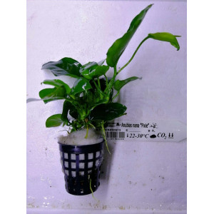 Anubias nana 'Pixie' [koszyk]