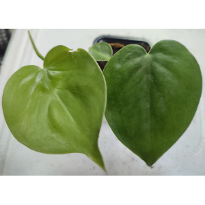 Philodendron scandens [doniczka]