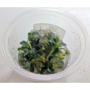 Bucephalandra sp. 'Aqua Artica' [porcja in vitro 80 ml]