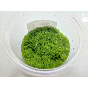 Wątrobowiec Riccia fluitans (wgłębka wodna) [porcja in vitro 100 ml]