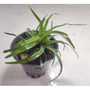 Eriocaulon cinereum [koszyk]