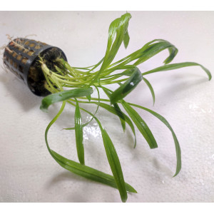 Cryptocoryne spiralis [koszyk]