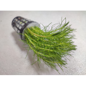Bacopa myriophylloides [koszyk]