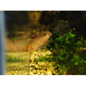 Badis bengalski (Dario dario)