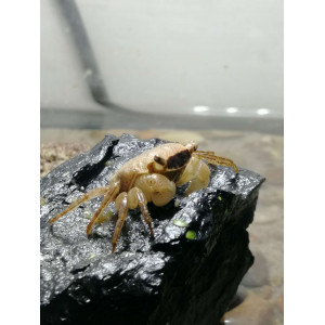 Krab Batik (Metasesarma obesum)