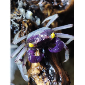 Krab Geosesarma sp. Orchid
