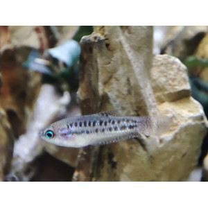 Skrzeczyk karłowaty (Trichopsis pumila)