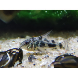 Kirysek pstry (Corydoras paleatus)