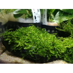Mech Vesicularia montagnei 'Christmas Moss' [na lignicie]