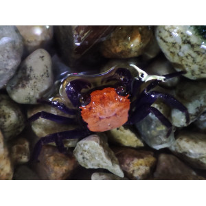 Krab Geosesarma sp. 'Halloween'