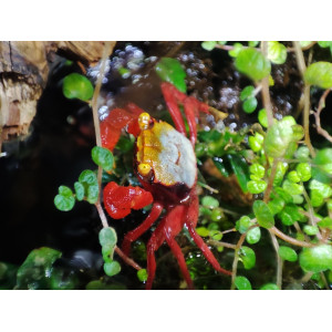 Krab Geosesarma riani