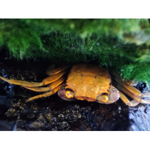 Krab Geosesarma tiomanicum