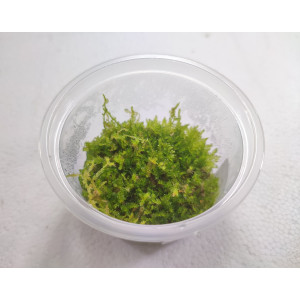 Mech Vesicularia montagnei 'Christmas Moss' [porcja in vitro 80 ml]