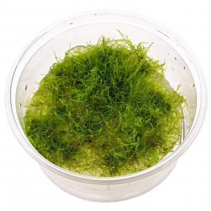 Amblystegium serpens 'Nano Moss' [porcja in vitro 80 ml]