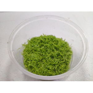 Utricularia graminifolia [porcja in vitro 250 ml]