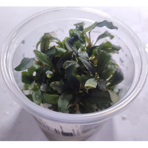 Bucephalandra sp. 'Ulysses' [porcja in vitro 80 ml]
