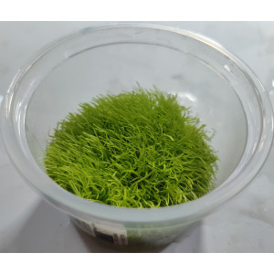 Utricularia graminifolia [porcja in vitro 80 ml]