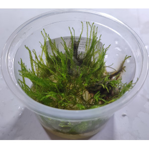 Mech Taxiphyllum alternans 'Taiwan Moss' [porcja in vitro 80 ml]