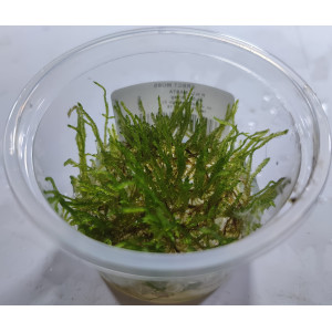 Mech Vesicularia reticulata 'Erect Moss' [porcja in vitro 80 ml]