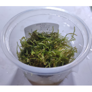 Mech Taxiphyllum barbieri 'Java Moss' [porcja in vitro 80 ml]