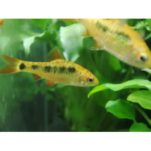 Brzanka brokatowa (Puntius semifasciolatus var. Schuberti)