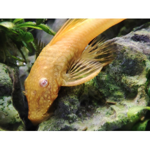 Zbrojnik pospolity 'Albino' (Ancistrus sp.)