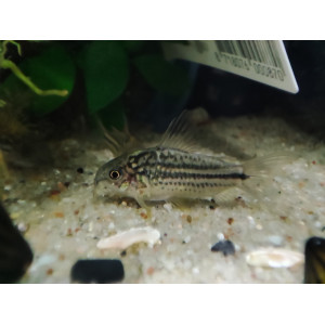 Kirysek mały (Corydoras nanus)