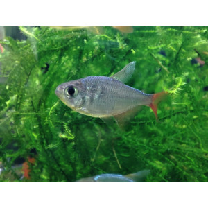 Bystrzyk kolumbijski (Hyphessobrycon columbianus)