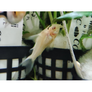 Kirysek albinos (Corydoras aeneus albino)