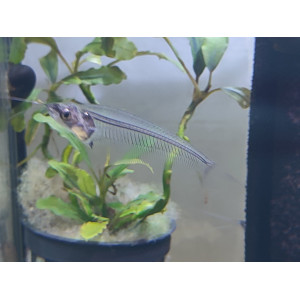 Sumik szklisty (Kryptopterus minor)