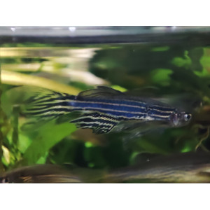 Danio pręgowany (Brachydanio rerio)