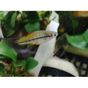 Mieczyk Hellera (Xiphophorus hellerii) w odmianach