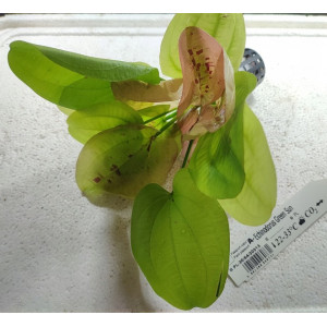 Echinodorus sp. 'Green Sun' [koszyk]
