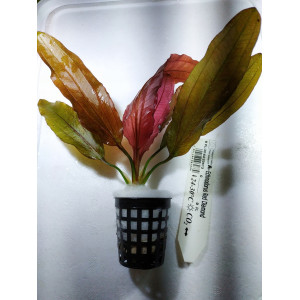 Echinodorus sp. 'Red Diamond' [koszyk]