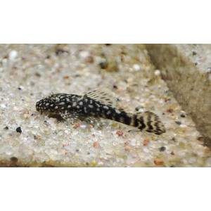 Zbrojnik pospolity (Ancistrus sp.)