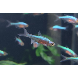 Razbora Axelroda (Sundadanio axelrodi)