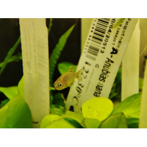 Niebiański danio perłowy, razbora Galaxy (Danio margaritatus)