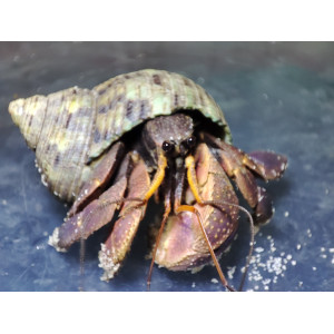 Krab pustelnik (Coenobita violascens)