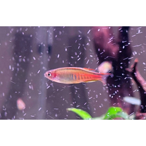 Danio choprae (Celestichthys choprae)