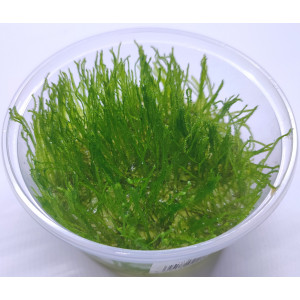 Mech Taxiphyllum sp. 'Spiky Moss' [porcja in vitro 250 ml]