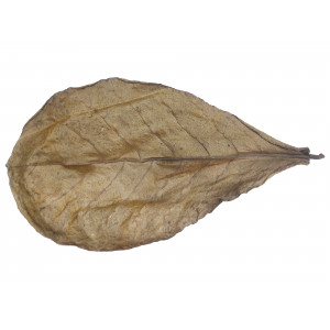 Liść ketapangu (migdałecznika) dł. ok. 25 cm