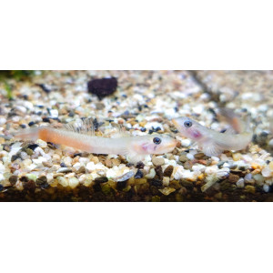 Babka Red Lips (Sicyopus rubicundus)