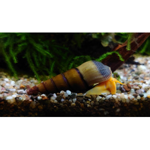 Ślimak Orange Rabbit (Tylomelania sp.)