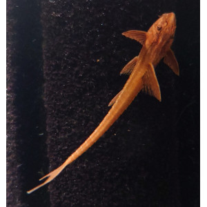 Zbrojnik czerwony, Loricaria red (Rineloricaria sp. 'Red')