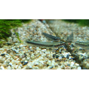 Babka kobaltowa (Stiphodon semoni)