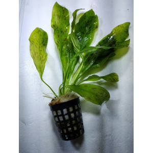 Echinodorus ozelot 'Green' [koszyk]
